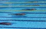 natation qualif 2017