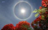 Halo