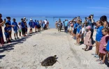 L'Hermitage : après quatre mois de convalescence, la tortue Epoi retrouve l'océan [?]