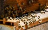 Le Port : les abeilles sentinelles sont à l'honneur