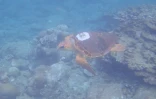Kélonia : la tortue Davina a retrouvé l'océan
