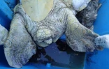 Une tortue verte tuée par une hélice