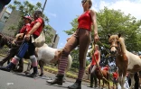 Chevaux