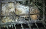 Capture d\'écran réalisée le 24 mai 2016 d\'une vidéo publiée par l\'association L214 dans laquelle on voit le corps d\'une poule morte dans une cage dans une ferme à Chaleins dans l\'Ain