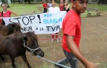 Chevaux