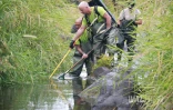 Sécheresse : le Sud Sauvage totalement à sec, poissons et crustacés en danger