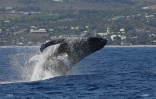 baleines 