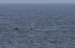 Baleines observées par le TCO