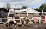 cyclone garance chevaux 