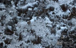 Hiver austral : i fé fré dann lé o La Rényon [?]