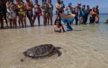 La tortue Moana retrouve l'Océan 