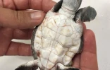 Kelonia survie bébés tortues nids