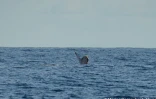 Deux baleines observées cap la houssaye