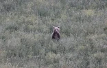 Une ourse brune sauvage (Ursus arctos) dans une forêt près de Grevena, dans le nord-ouest de la Grèce, le 21 juin 2026