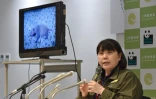 Mikako Kaneko, du zoo d'Ueno à Tokyo, montre un bébé panda lors d'une conférence de presse le 23 juin 2017 dans la capitale japonaise