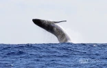 contrôle des approches de baleines 