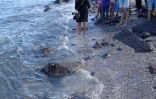 Kélonia : la tortue Evelyne remise en liberté