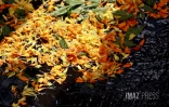 Cavadee : les fidèles célèbrent le dieu tamoul Muruga à Saint-Paul