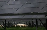 Des moutons paissent sous des panneaux solaires à Verneuil, dans le centre de la France, le 17 octobre 2022