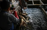 Des employés déchargent des poissons dans un bassin du marché Baishazhou de Wuhan, le 15 avril 2020