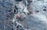 givre à la plaine des sables