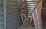 Chien à l\'adoption - Junior