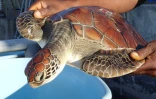 Tortue verte sauvée à Grand Bois par Kélonia 