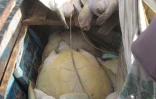 Tortues sauvées du braconnage à Madagascar