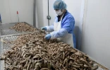 Une employée prépare des anchois pour qu'ils soient emballés, dans une usine de Durrës, le 28 mars 2020 en Albanie