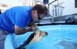 Tortues Kélonia
