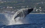 baleines 