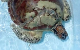 tortue blessée Kélonia
