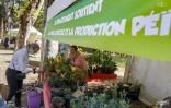Le Département organise un marché Péi au Jardin de l'Etat