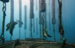 Sharksafe barrier