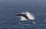 Sauts de baleines grandioses à Cap Méchant