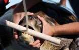 Tortues Kélonia
