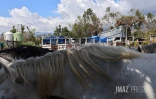 cyclone garance chevaux 