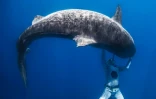 Polynésie: l'apnéiste Pierrick Seybald endort les requins tigre