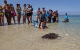 La tortue Moana retrouve l'Océan 