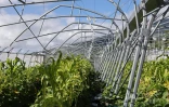 nicole lebon agricultrice 3 mois apres le passage du cyclone  Garance 