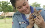 Photo non datée de Magawa, un rat africain géant détecteur de mines au Cambodge, fournie le 25 septembre 2020 par l'association britannique de protection des animaux PDSA qui lui a décerné une médaille d'or pour sa bravoure