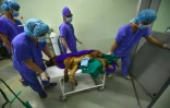 Une chienne "mère porteuse" quitte le bloc opératoire après avoir été inséminée à la Sooam Biotech Research Foundation, spécialiste du clonage d'animaux domestique, le 29 juin 2016 à Séoul