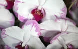 Salon Flore et Halle