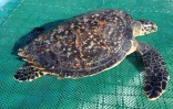 Une tortue verte découverte en baie de St Paul