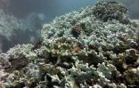  blanchissement du corail