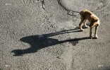 chiens 