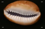 Coquillages