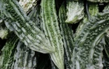Fruits et légumes