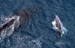 baleines septembre 2023