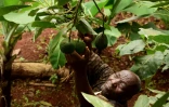 Simon Kimani, 73 ans, dans sa plantation d'avocatiers le 25 juillet 2018 à Kandara, au Kenya